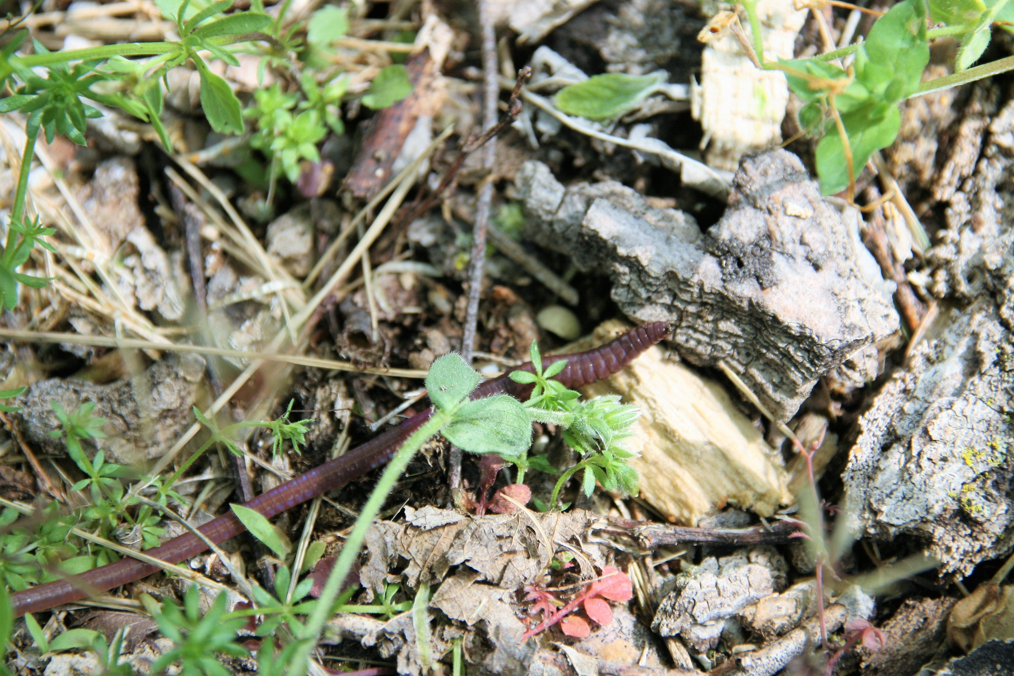 An earthworm crawling over the forest floor. 